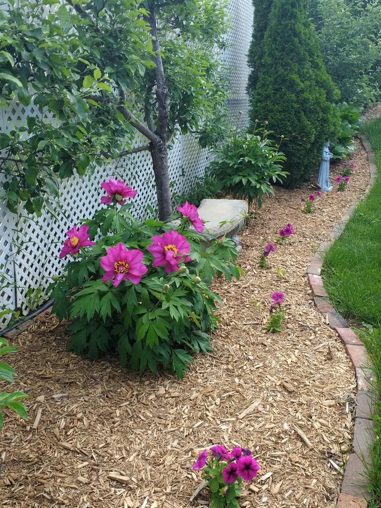 Photo of Itoh Peony (Paeonia 'Morning Lilac') uploaded by TheMainer