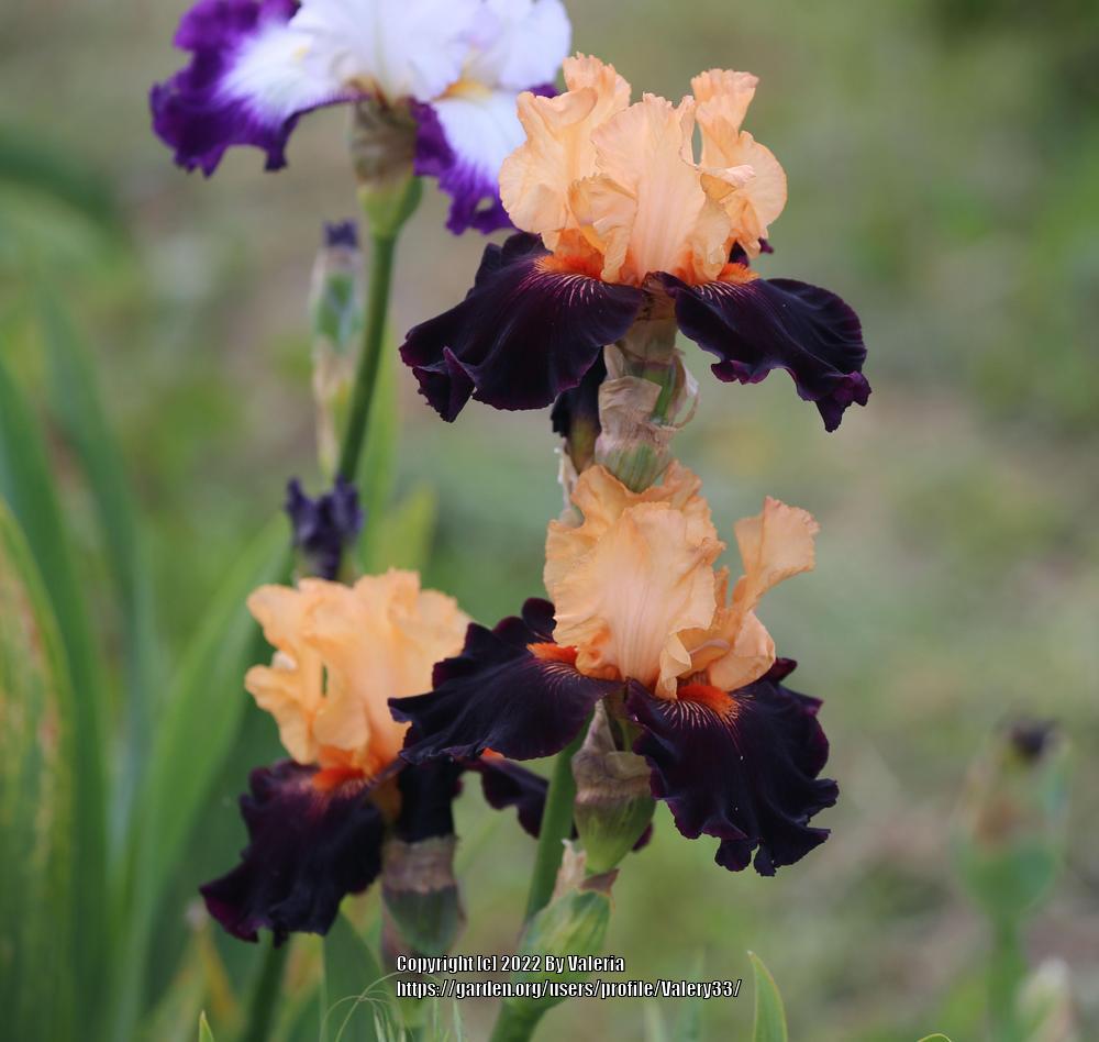 Photo of Tall Bearded Iris (Iris 'Halloween Trick') uploaded by Valery33