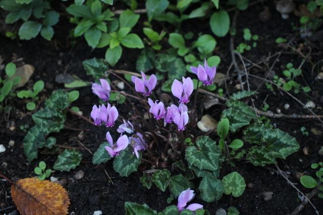 Photo of Hardy Cyclamen (Cyclamen hederifolium) uploaded by RuuddeBlock