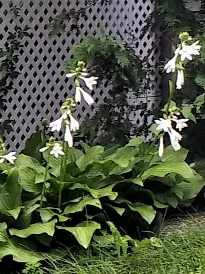 Photo of Hosta 'Royal Standard' uploaded by TheMainer