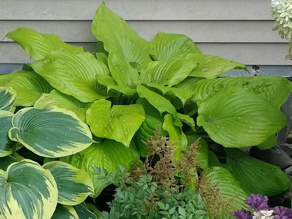 Photo of Hosta 'Sum and Substance' uploaded by TheMainer