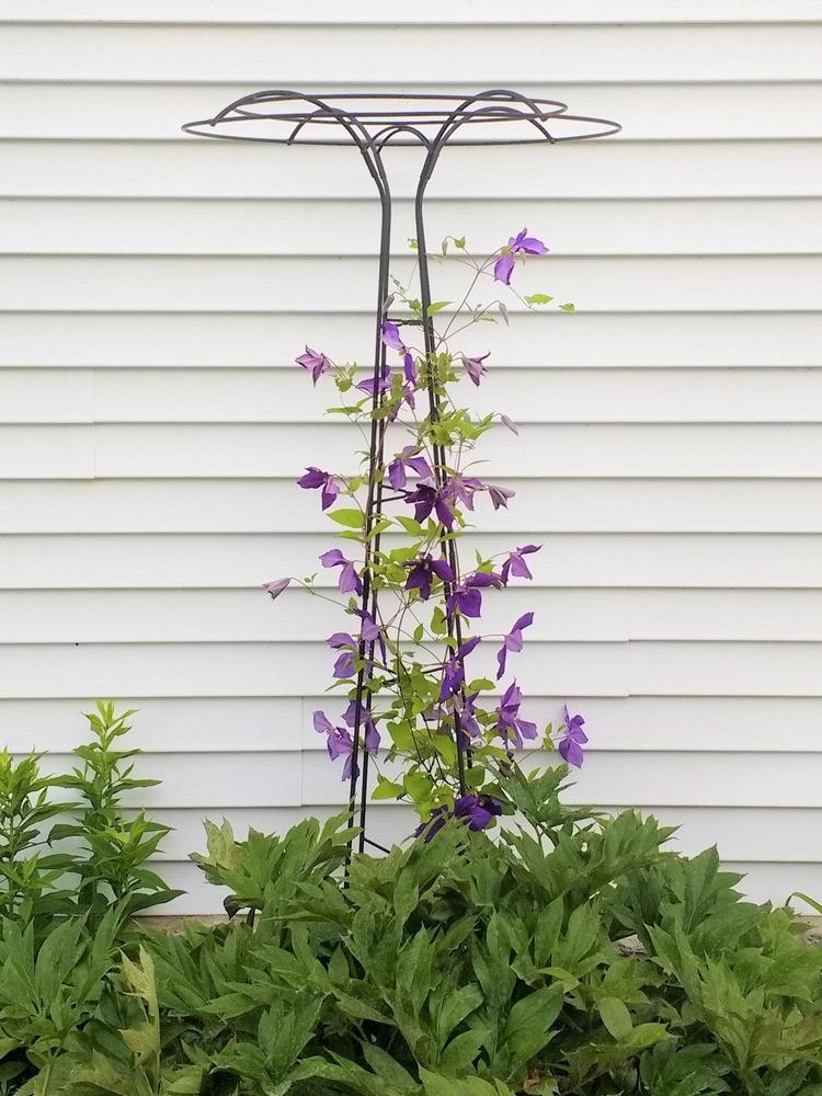 Photo of Clematis 'Jackmanii' uploaded by TheMainer