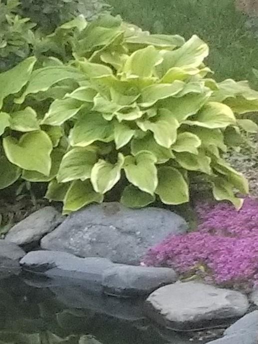 Photo of Hosta 'Golden Tiara' uploaded by TheMainer