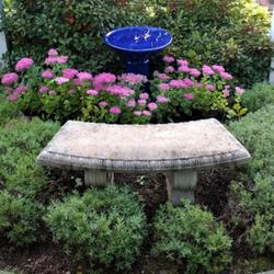 Location: Millinocket, Maine
Date: 2022-09-16
Autumn Joy inside Lavender with a PJM Rhododendron backdrop