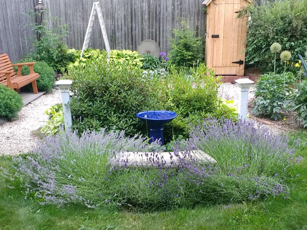 Photo of English Lavender (Lavandula angustifolia 'Munstead') uploaded by TheMainer