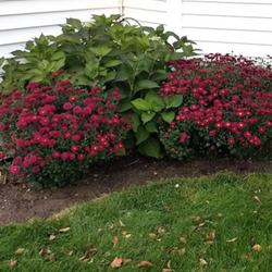 Location: Millinocket, Maine
Date: 2021-10-11
Red Daisy Chrysanthemums