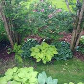 European ginger nestled around August Moon Hosta and flanked by Y