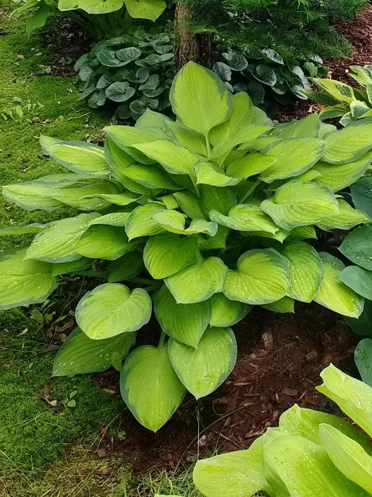 Photo of Hosta 'June' uploaded by TheMainer