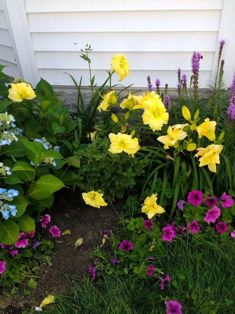 Photo of Daylily (Hemerocallis 'Brocaded Gown') uploaded by TheMainer
