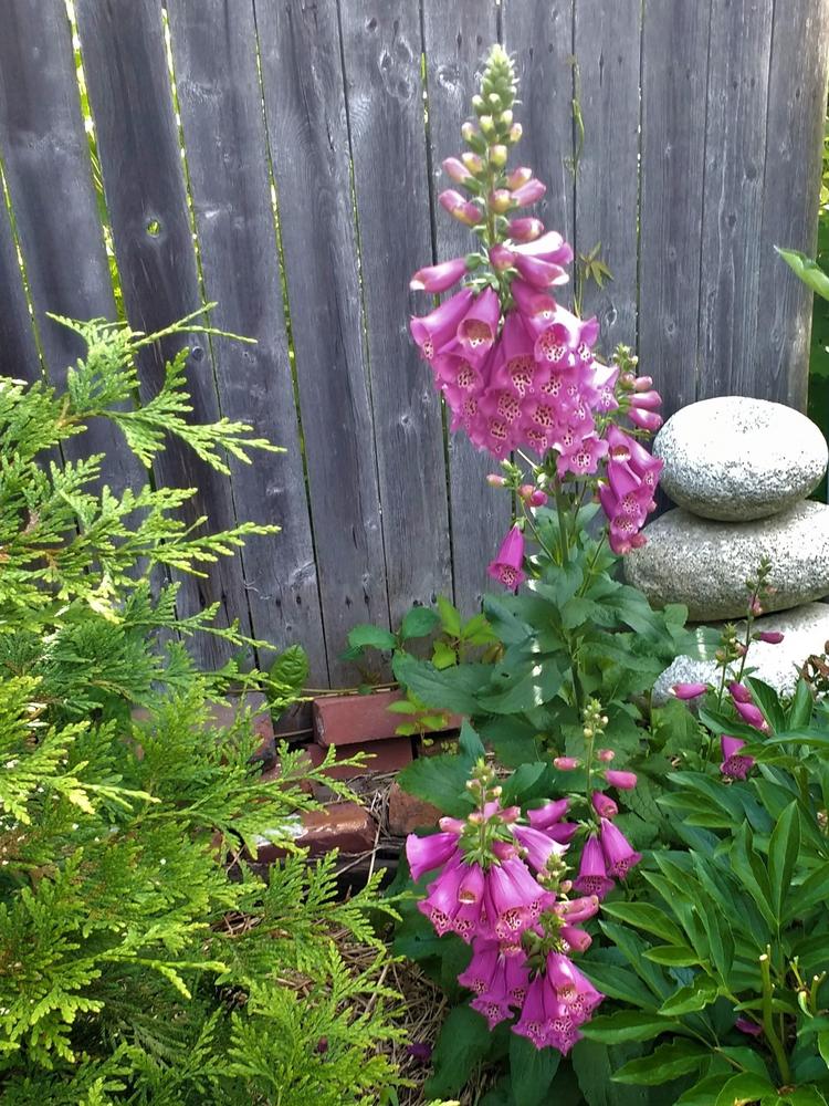 Photo of Foxglove (Digitalis purpurea Camelot™ Rose) uploaded by TheMainer
