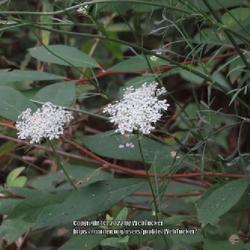 Location: Aberdeen, NC 
Date: May 15,  2022
Queen Anne's Lace #359; RAB p. 770, 140-5-1; AG p. 201, 48-1-1; L