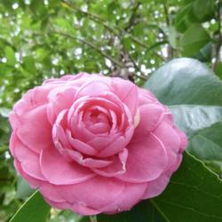Location: Charleston, SC
Date: 2022-11-23
unnamed seedling camellia