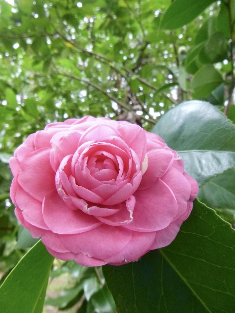 Photo of Camellias (Camellia) uploaded by scvirginia