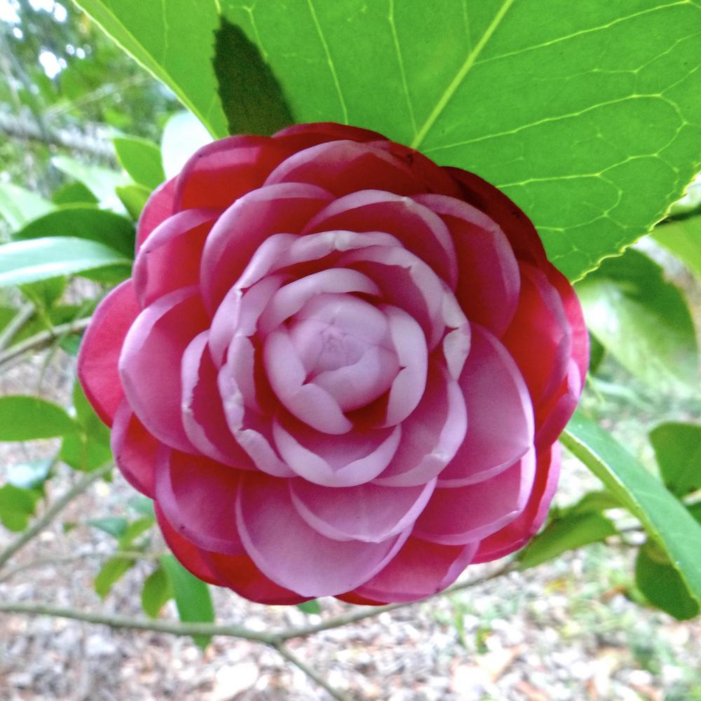 Photo of Camellias (Camellia) uploaded by scvirginia