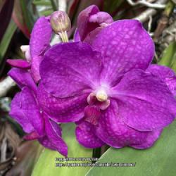 Location: My garden in Tampa, Florida
Date: 2022-11-27
A surprise bloom from my Vanda cutting!