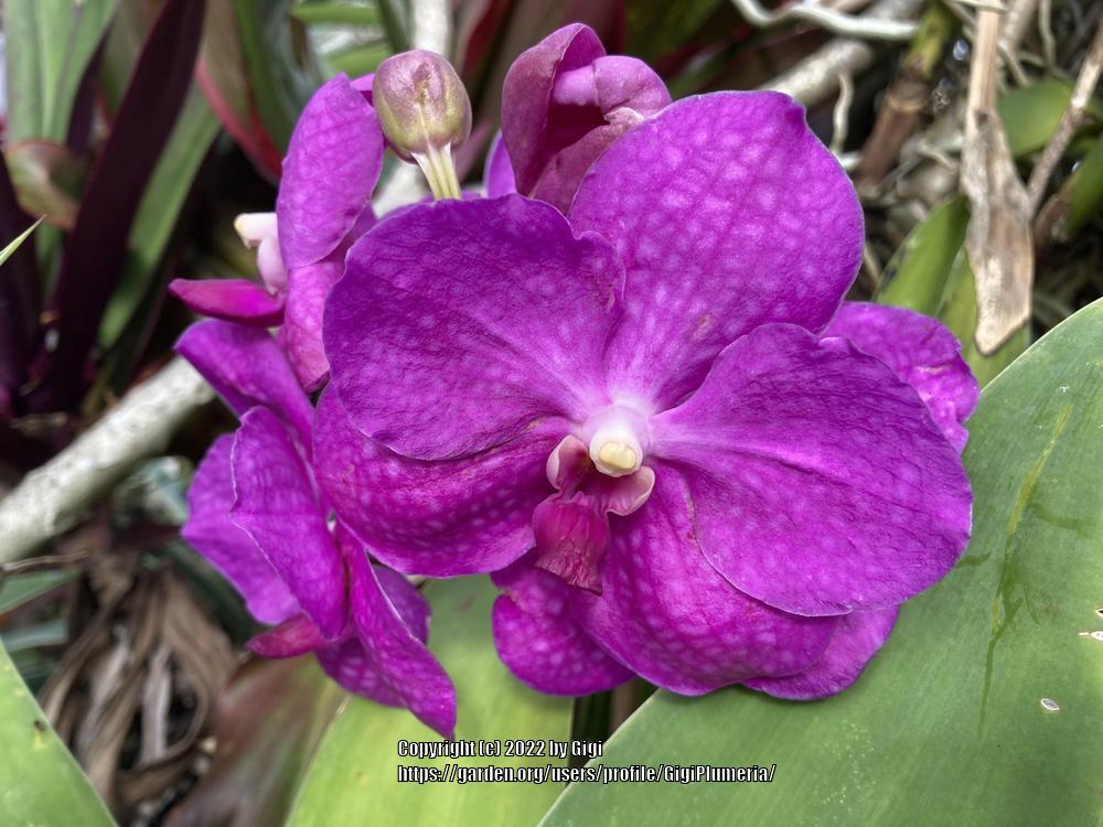 Photo of Orchid (Vanda Pachara Delight 'Pink') uploaded by GigiPlumeria