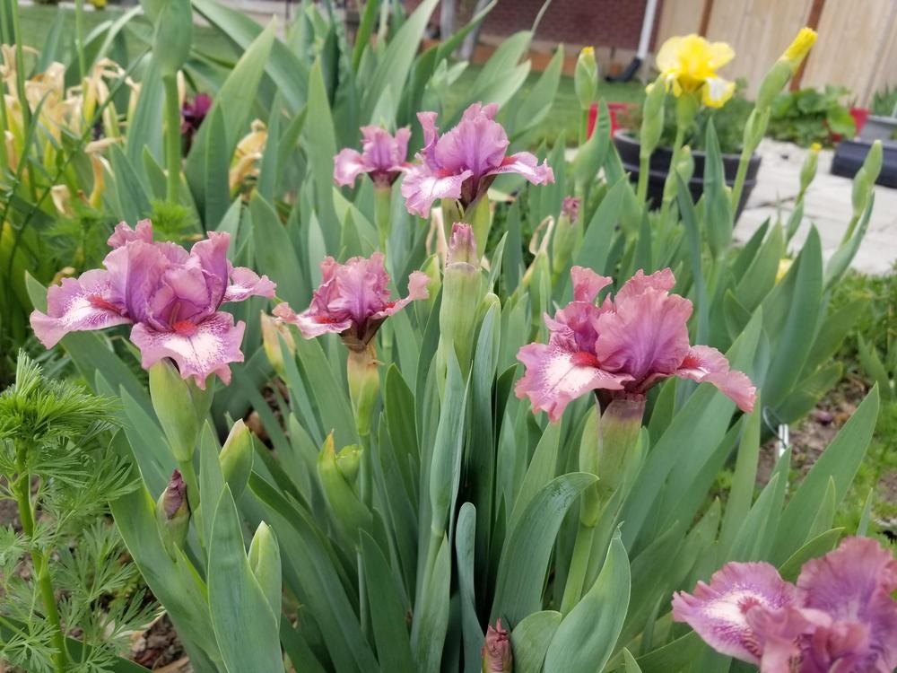 Photo of Standard Dwarf Bearded Iris (Iris 'Raspberry Ice') uploaded by ldenton9