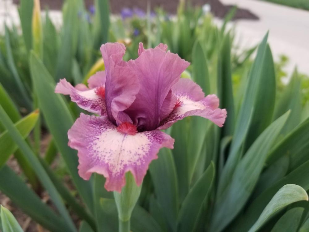 Photo of Standard Dwarf Bearded Iris (Iris 'Raspberry Ice') uploaded by ldenton9