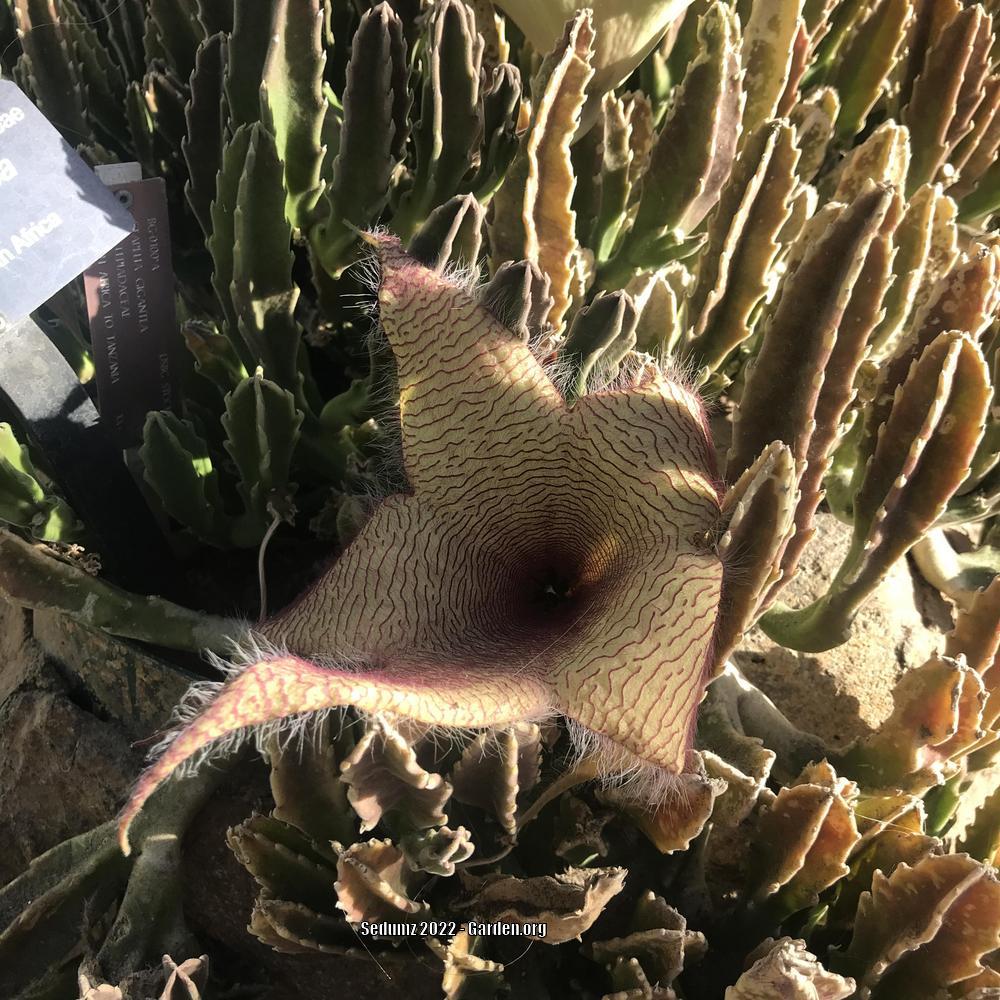 Photo of Starfish Plant (Ceropegia gigantea) uploaded by sedumzz