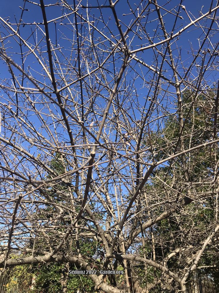 Photo of Blackhaw Viburnum (Viburnum prunifolium) uploaded by sedumzz