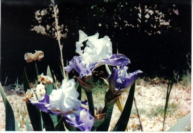 Photo of Tall Bearded Iris (Iris 'Imogene Pearl') uploaded by MShadow
