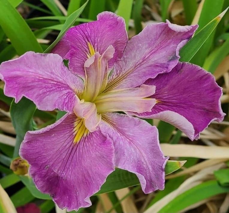 Photo of Louisiana Iris (Iris 'Arizona Creole Princess') uploaded by MShadow