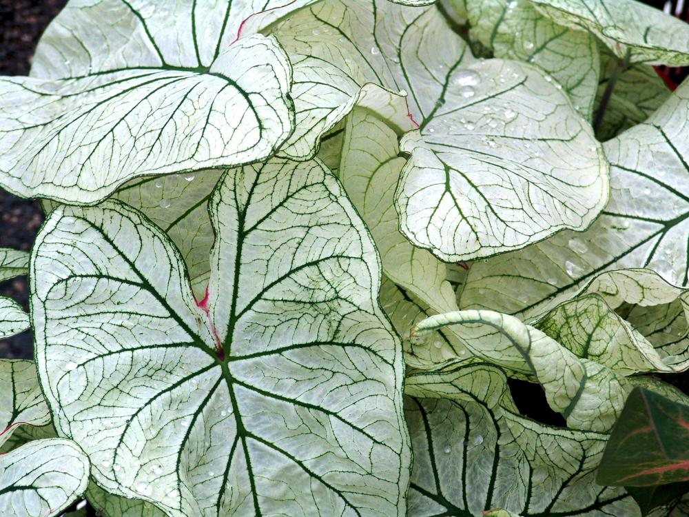 Photo of Fancy-leaf Caladium (Caladium 'Candidum Senior') uploaded by donp