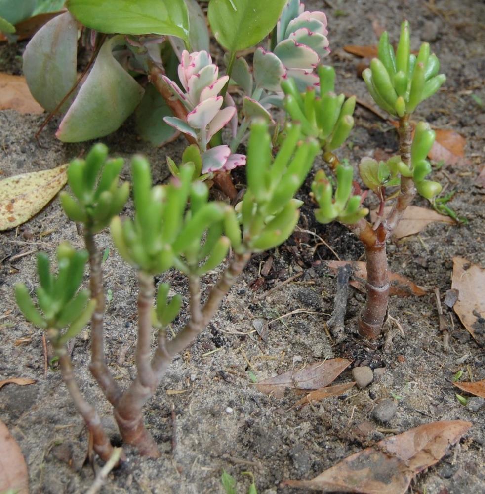 Photo of Jade Plant (Crassula ovata 'Ogre Ears') uploaded by purpleinopp