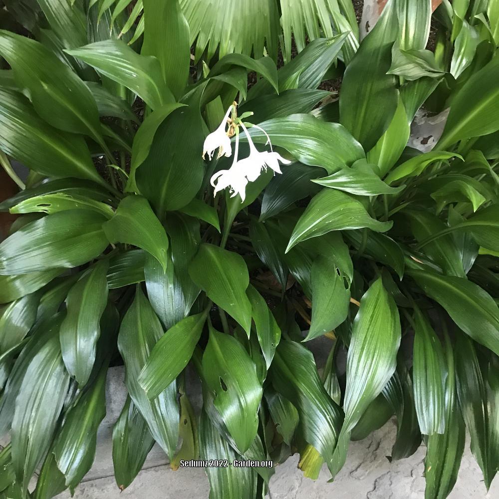 Photo of Amazon Lily (Urceolina amazonica) uploaded by sedumzz