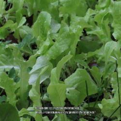Location: Aberdeen, NC (my garden 2022)
Date: November 30, 2022
Lettuce blend of green leaf, butter crunch and romaine #136 nn;  