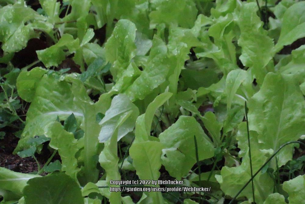 Photo of Lettuces (Lactuca sativa) uploaded by WebTucker