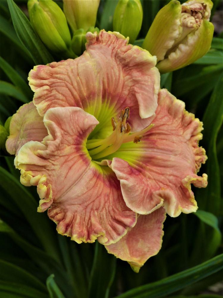 Photo of Daylily (Hemerocallis 'When Johnny Comes Marching Home') uploaded by CarolDravenack