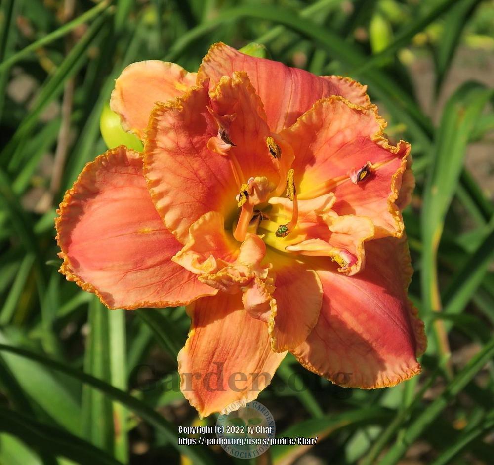 Photo of Daylily (Hemerocallis 'Dorothy and Toto') uploaded by Char