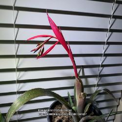 
Date: 2022-11-30
Young Billbergia nutans starting to bloom