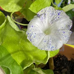 Location: Wilmington, Delaware USA
Indoors grown Japanese morning glory