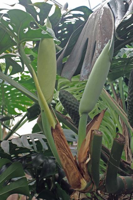Photo of Split-Leaf Philodendron (Monstera deliciosa) uploaded by RuuddeBlock