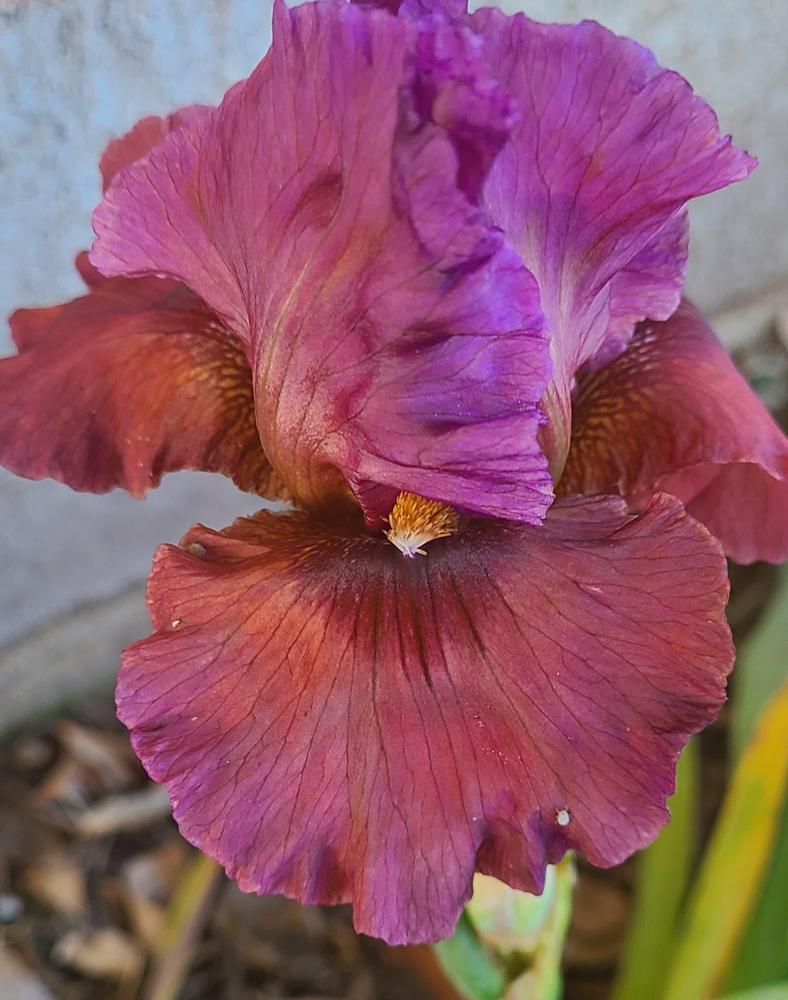 Photo of Arilbred Iris (Iris 'Everly Rose') uploaded by MShadow