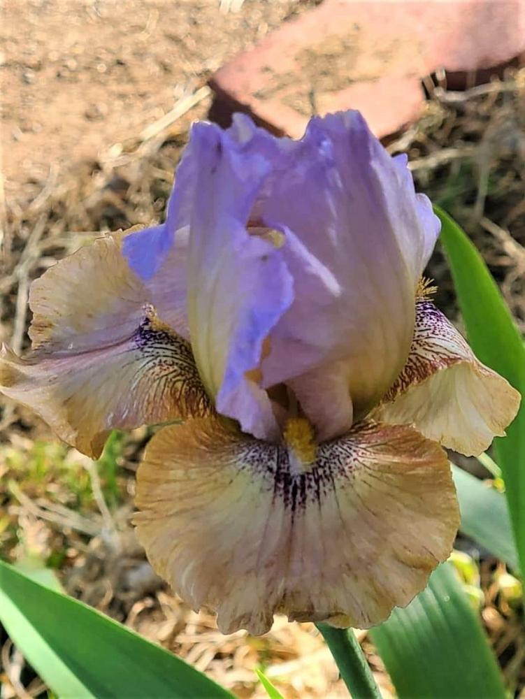 Photo of Arilbred Iris (Iris 'Corky Jean') uploaded by MShadow
