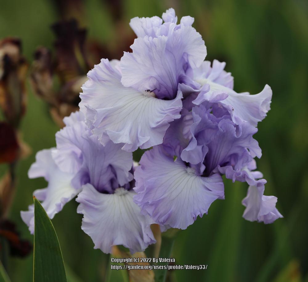 Photo of Tall Bearded Iris (Iris 'Uptown Lady') uploaded by Valery33