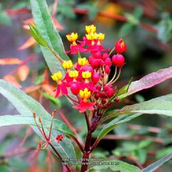 Location: Southern Pines, NC ( Downtown park)
Date: December 2, 2022
Mexican butterfly weed #137 nn; LHB page 815, 170-1-1, "Ancient G