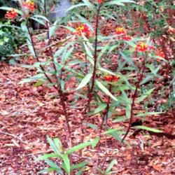Location: Southern Pines, NC (Downtown park)
Date: December 2, 2022
Mexican butterfly weed #137 nn; LHB p. 815, 170-1-4, "Ancient Gre