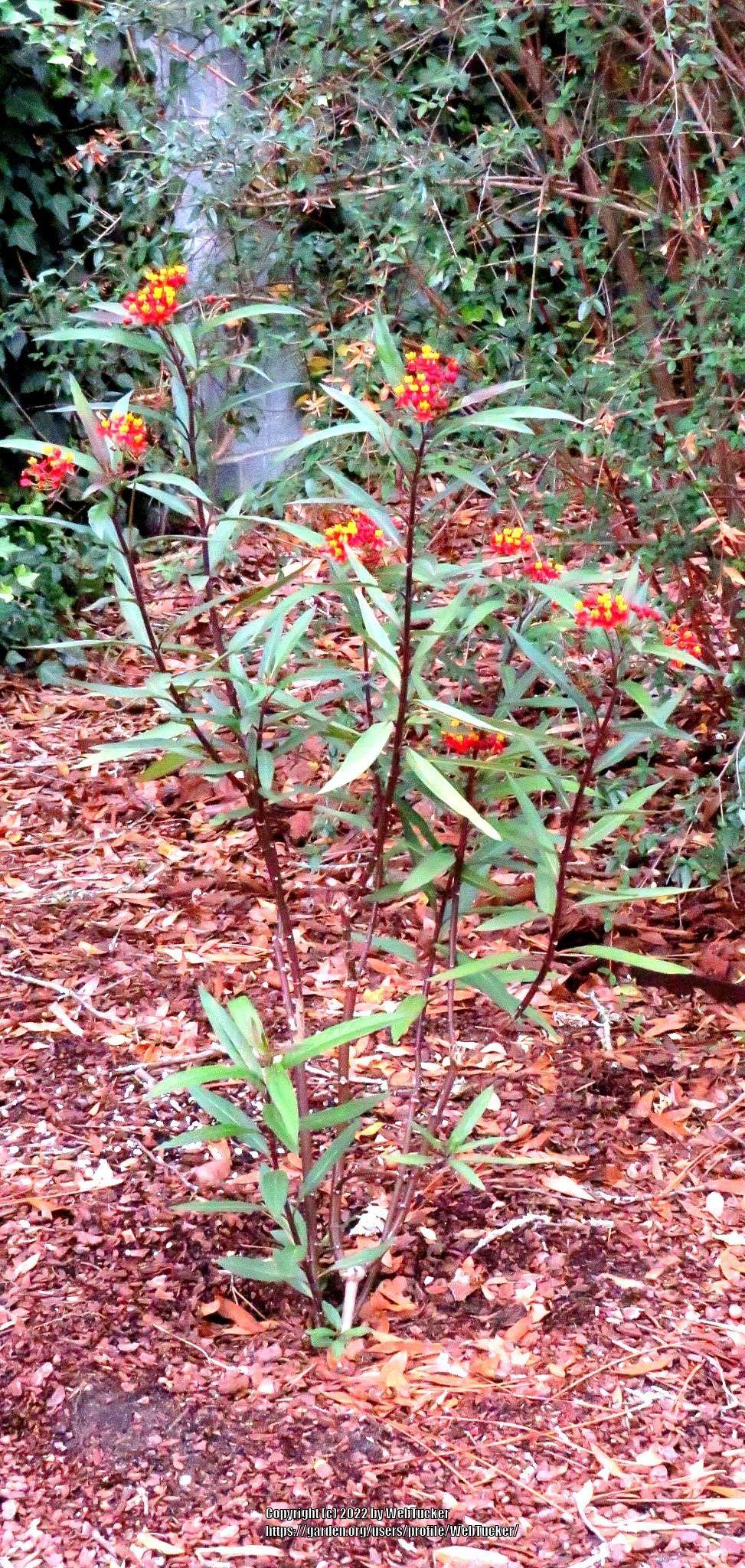 Photo of Tropical Milkweed (Asclepias curassavica) uploaded by WebTucker
