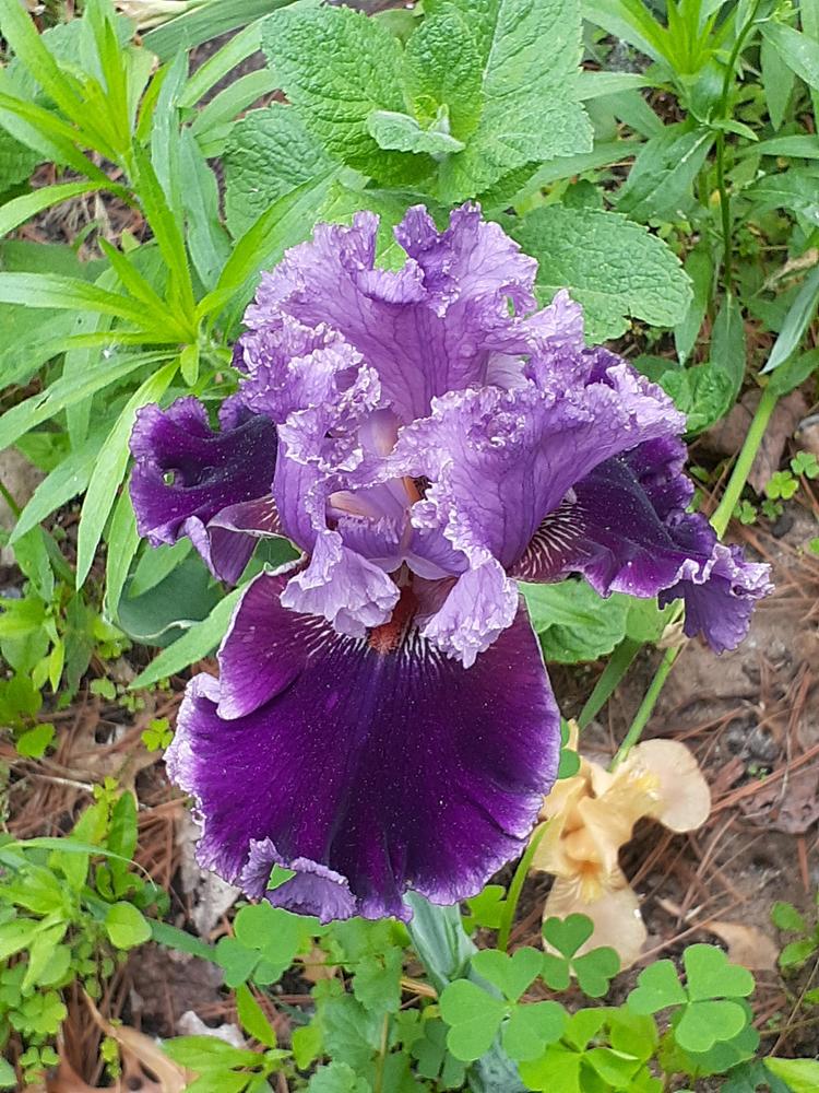 Photo of Tall Bearded Iris (Iris 'Another Woman') uploaded by MNdigger