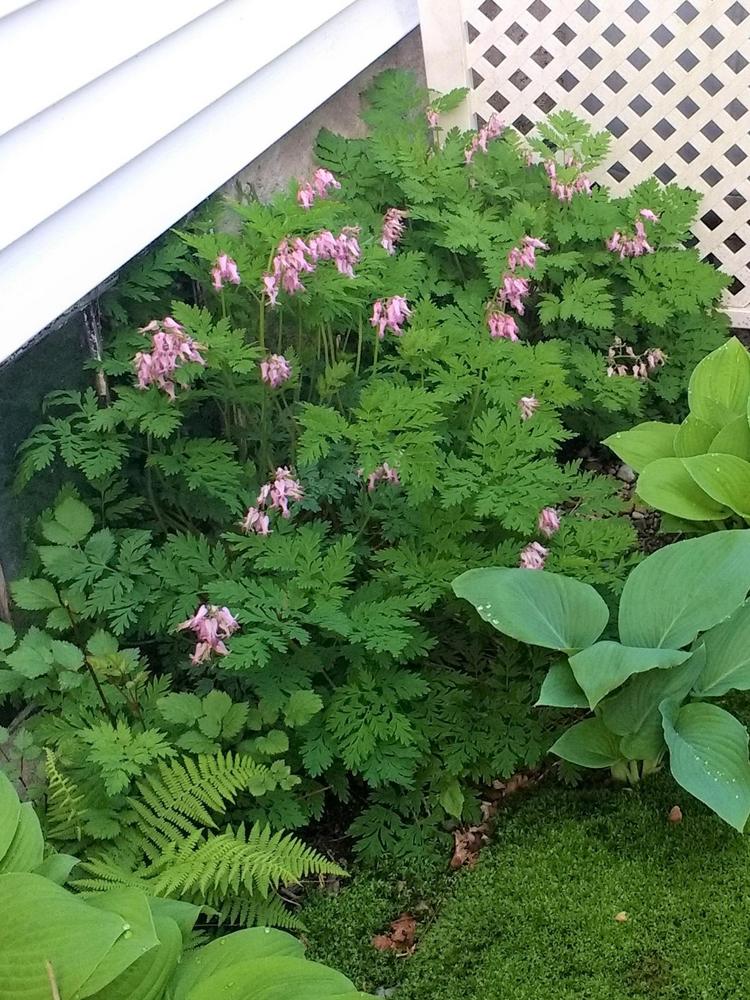 Photo of Wild Bleedingheart (Dicentra eximia) uploaded by TheMainer