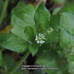 Location: Aberdeen, NC (my garden 2022)
Date: 2022-02-22
Chickweed #79; RAB p. 438, 71-7-2; AG p. 86, 15-7-1; LHB p. 371, 