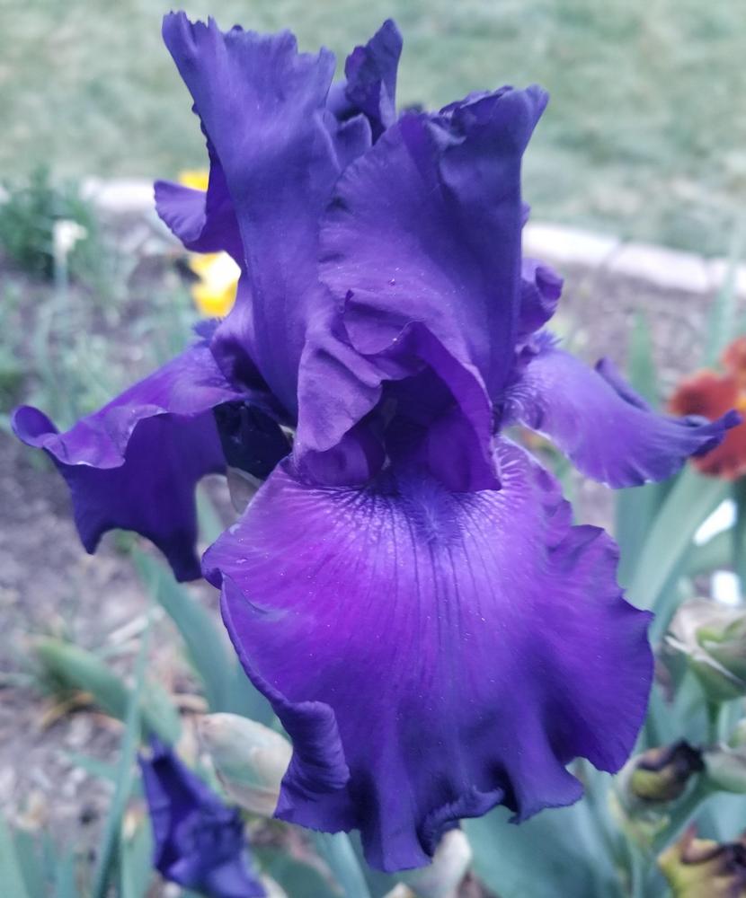 Photo of Tall Bearded Iris (Iris 'Titan's Glory') uploaded by ldenton9
