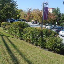 Location: Downingtown, Pennsylvania
Date: 2022-10-11
a planted row along a parking lot