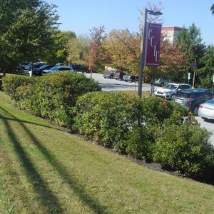 a planted row along a parking lot
