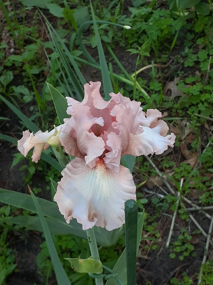 Photo of Tall Bearded Iris (Iris 'April in Paris') uploaded by MNdigger
