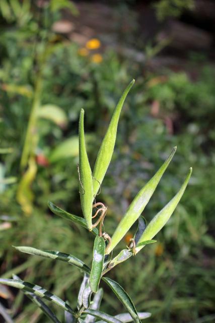 Photo of Butterfly Milkweed (Asclepias tuberosa) uploaded by RuuddeBlock